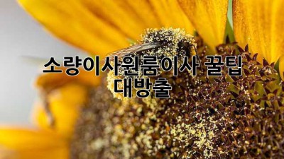 소량이사🆚원룸이사? 꿀팁 대방출! 📦🔑
