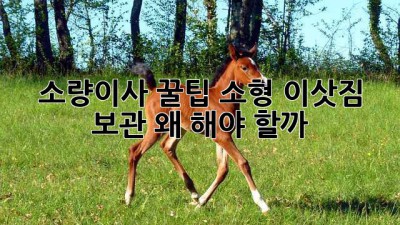 소량이사 꿀팁🍯 소형 이삿짐 보관, 왜 해야 할까? 🤔